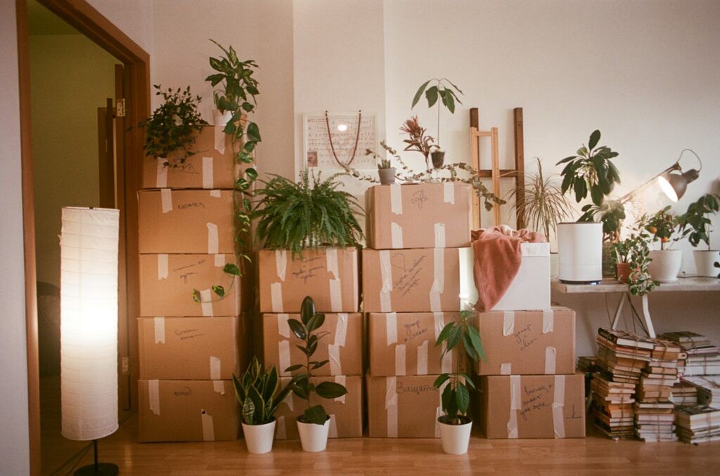 Neatly stacked moving boxes with plants in a bright room