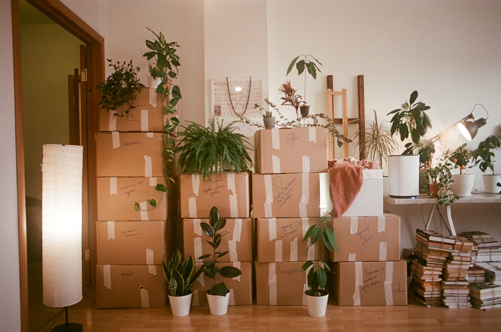 Neatly stacked moving boxes with plants in a bright room